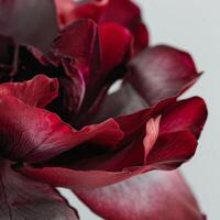 A close up of a red flower with dark petals photo