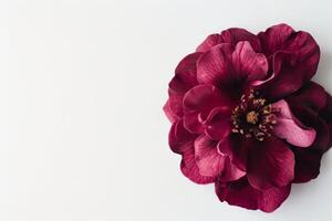 A large red flower on a white background photo