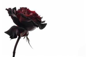 A black rose with a white background photo