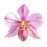 A pink orchid with white stripes on the petals photo