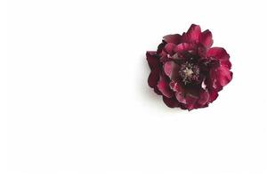 A single red flower on a white background photo