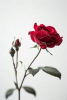 A single red rose is shown against a white background photo