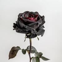 A black rose with red petals on a white background photo