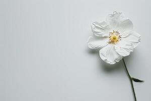 White flower on white background photo