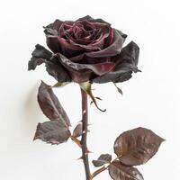 A dark rose with leaves on it photo