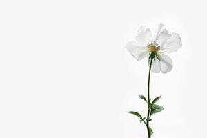 White flower on white background photo