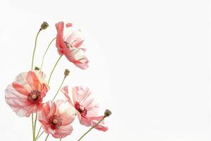 Pink poppies on a white background photo
