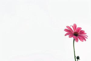 A single pink flower is in a vase photo