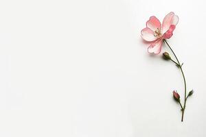 A single pink flower on a white background photo