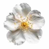 White flower isolated on white background photo