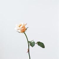 A single rose is shown in front of a white background photo