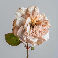 A single rose is shown on a white background photo
