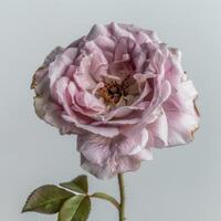 A single pink rose is shown in front of a white background photo