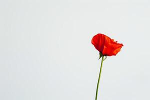 A single red poppy flower is standing in front of a white background photo