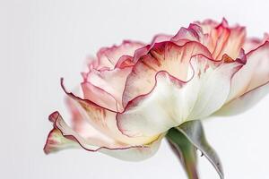 A single pink and white flower is shown photo