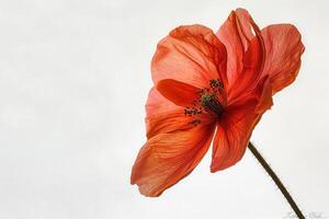 A single red poppy flower against a white background photo