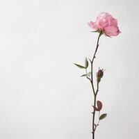A single pink rose is standing in front of a white background photo