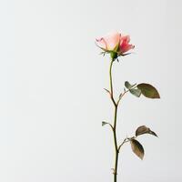 A single pink rose is standing in a vase photo