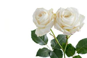 Two white roses are in a vase on a white background photo