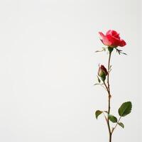 A single rose is shown against a white background photo