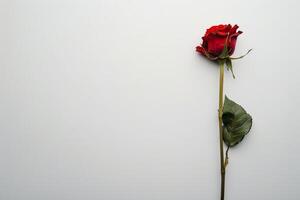 A single red rose on a white background photo