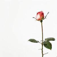A single rose is shown against a white background photo