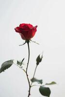 A single red rose is shown against a white background photo