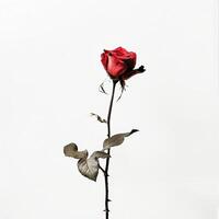 A single red rose is on a stem photo