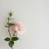 A single pink rose on a white background photo