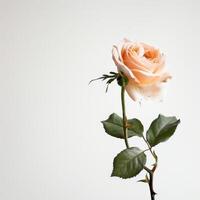 A single rose is shown against a white background photo