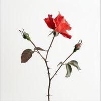 A single red rose on a stem against a white background photo