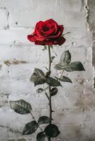A single red rose is shown against a white wall photo