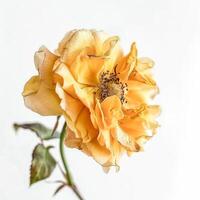 A single yellow rose on a white background photo