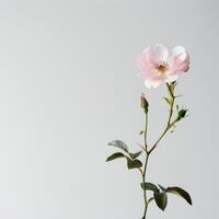 A single pink rose is shown in front of a white background photo