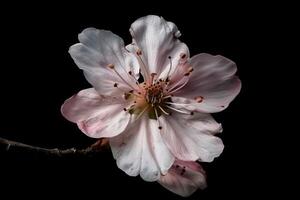 A single pink flower is shown against a black background photo