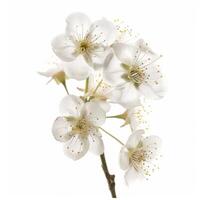 A white flower is shown on a white background photo