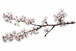 A branch of white flowers is shown on a white background photo
