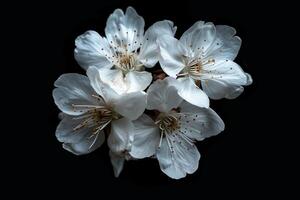White flowers on a black background photo