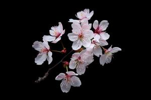 A branch of cherry blossoms is shown against a black background photo