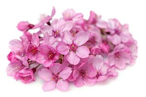 A bunch of pink flowers on a white background photo