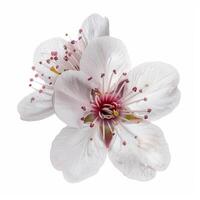 A white flower with pink petals on a white background photo
