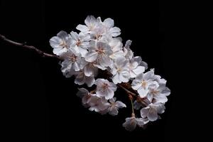 A branch of white flowers is on a black background photo