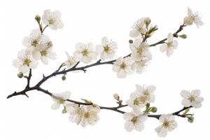 A branch of white flowers is shown on a white background photo