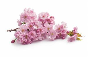 A bunch of pink flowers on a white background photo