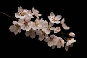 A branch of cherry blossoms is shown against a black background photo