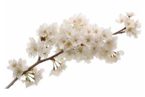 A branch of white flowers is shown on a white background photo