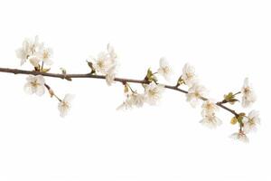 A branch of white flowers is shown on a white background photo