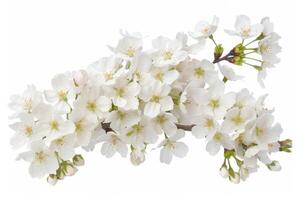 A branch of white flowers on a white background photo