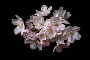 A bunch of white and pink flowers on a black background photo