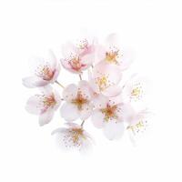 A bunch of pink flowers on a white background photo